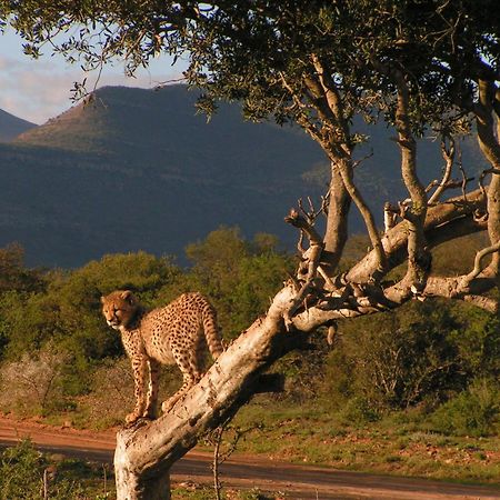 Samara Karoo Reserve Graaff-Reinet Exteriör bild