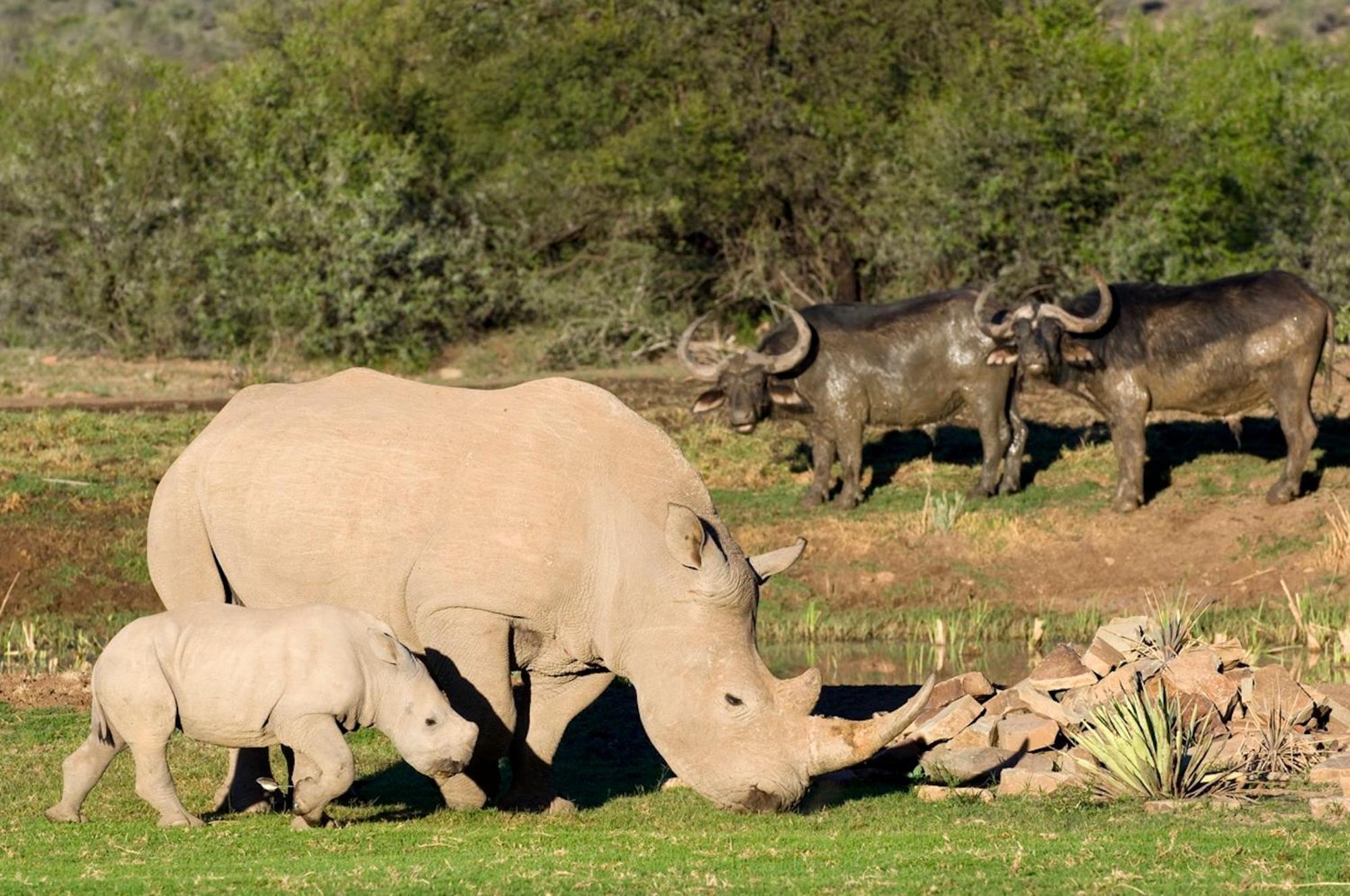 Samara Karoo Reserve Graaff-Reinet Exteriör bild