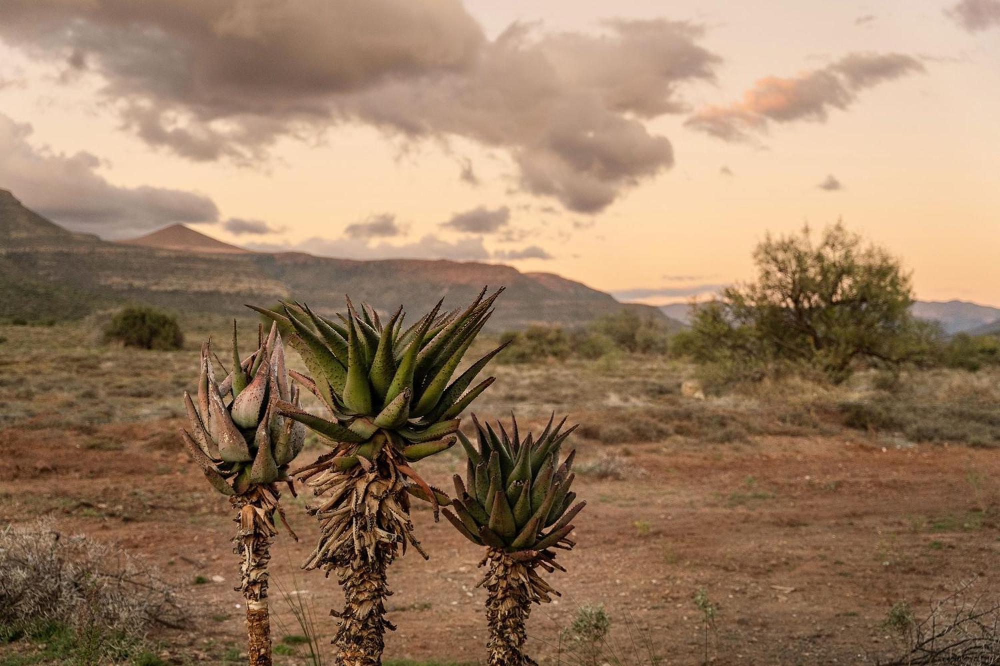 Samara Karoo Reserve Graaff-Reinet Exteriör bild
