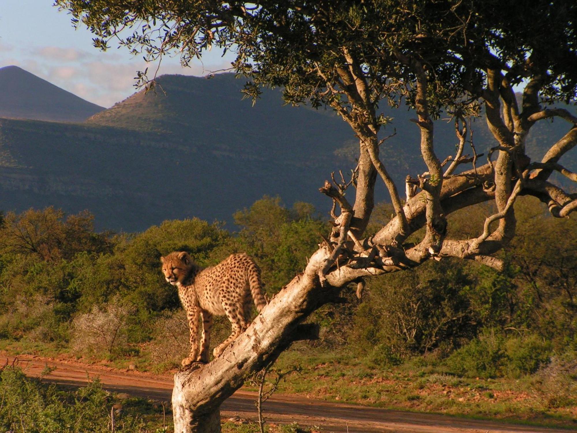 Samara Karoo Reserve Graaff-Reinet Exteriör bild